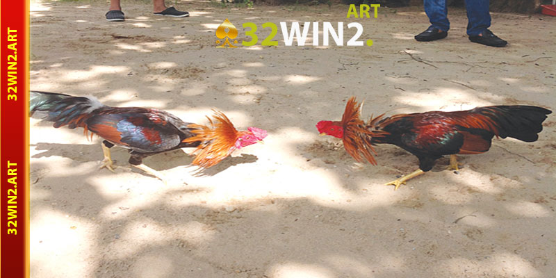 Tổng Quan Về Đá Gà 32win2
