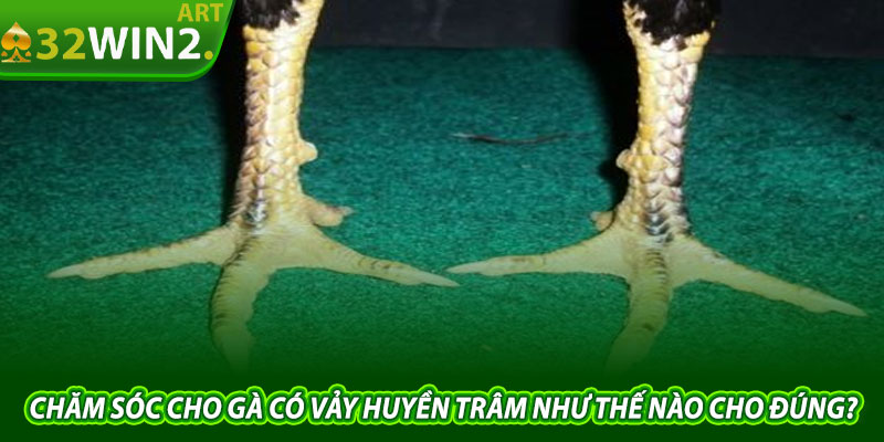 Chăm Sóc Cho Gà Có Vảy Huyền Trâm Như Thế Nào Cho Đúng?